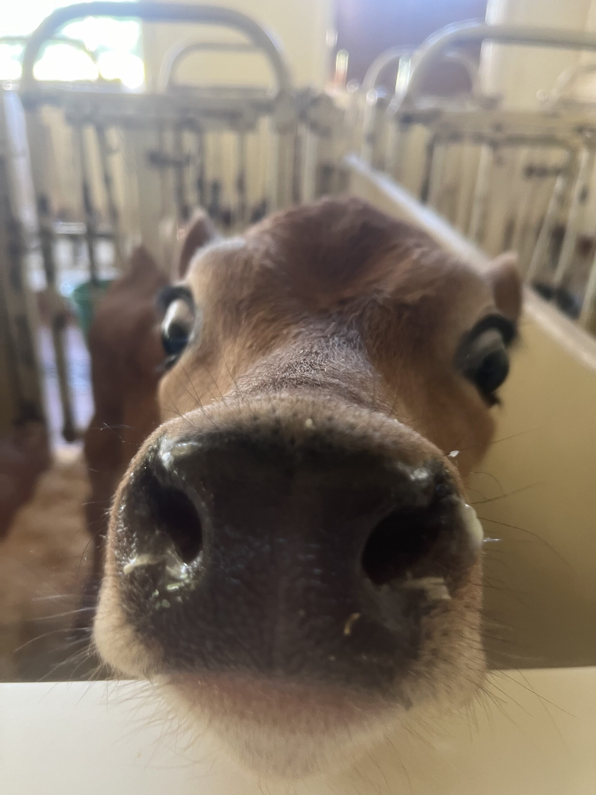 Baby Jersey cow pictured while visiting Billings Farm in Vermont